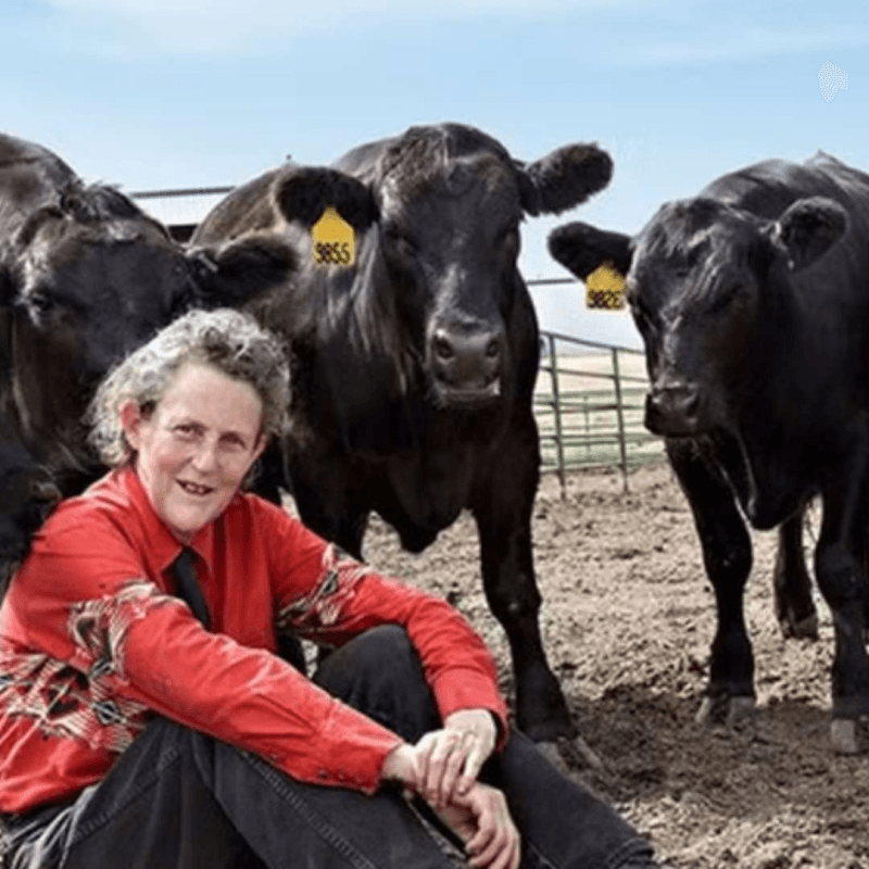 A person sits calmly amid three black cows in a farm setting, illustrating a close bond with animals often associated with Temple Grandin's autism story.